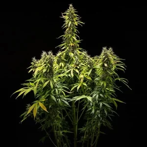 pianta di cannabis royal runtz automatic della royal queen seeds su weed therapy