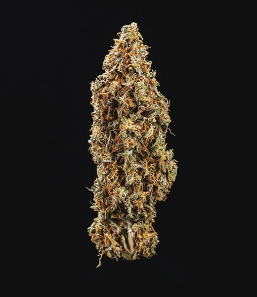 triple-g-automatic-cima cima della pianta di cannabis triple g automatic della royal queen seeds su weed therapy