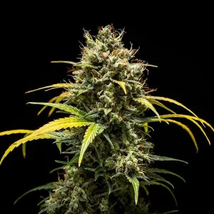 pianta di cannabis triple g automatic in fioritura della royal queen seeds su weed therapy