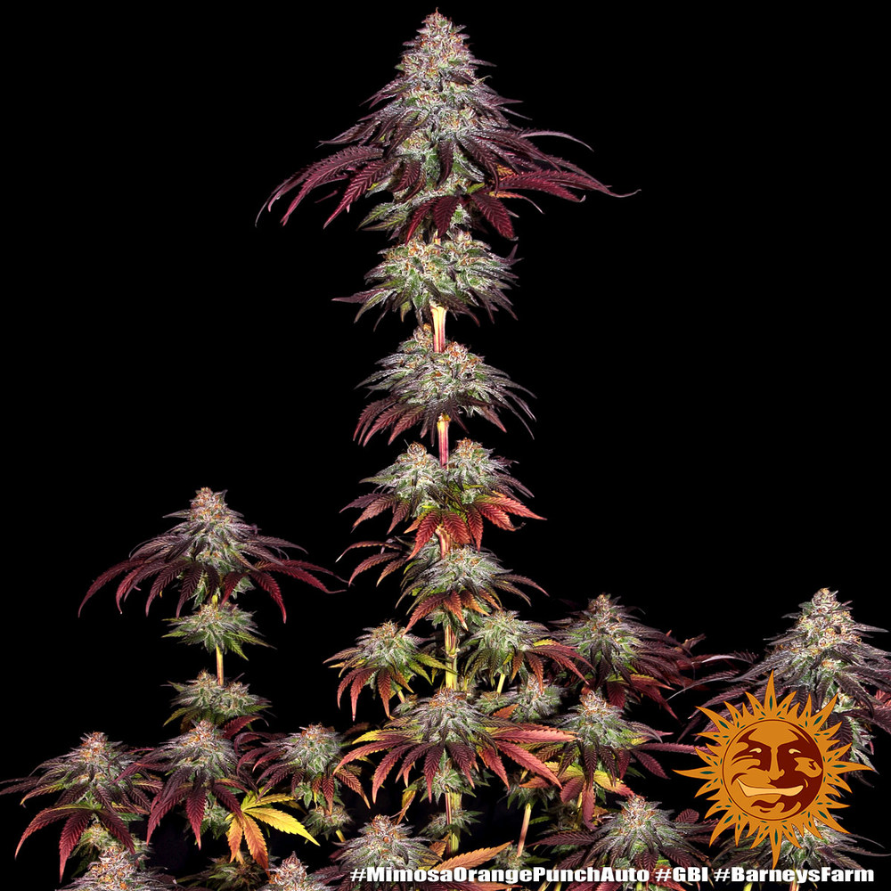 mimosa-x-orange-punch-auto-1