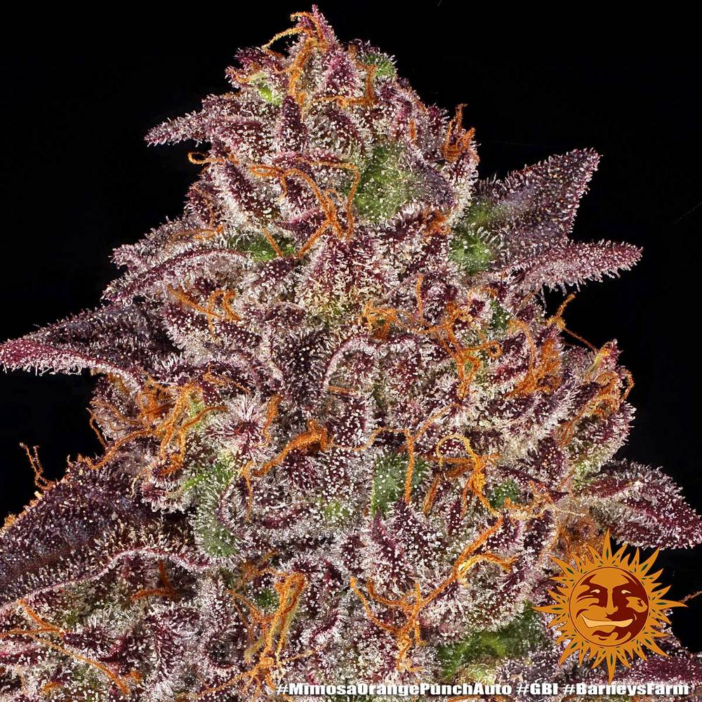 mimosa-x-orange-punch-auto-2
