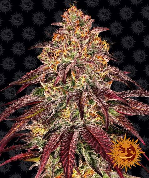 mimosa-x-orange-punch-auto