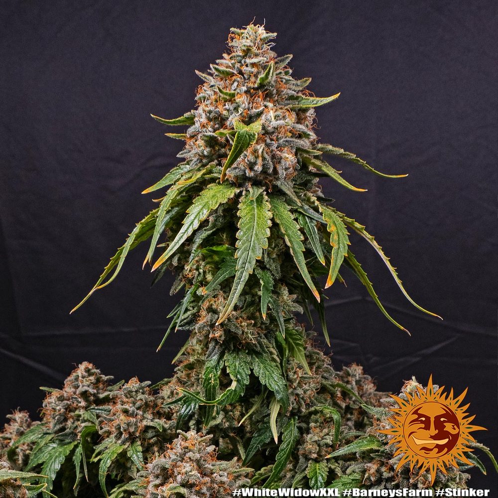 white-widow-xxl-1