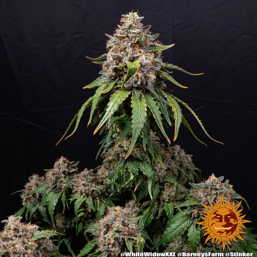 white-widow-xxl-2