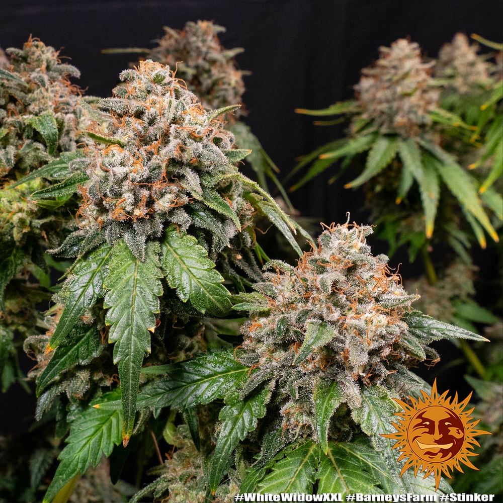 white-widow-xxl-3