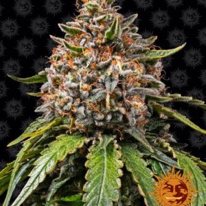 White Widow XXL