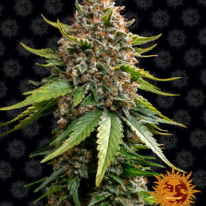 White widow XXL autofiorente