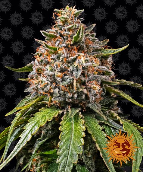white-widow-xxl White Widow XXL