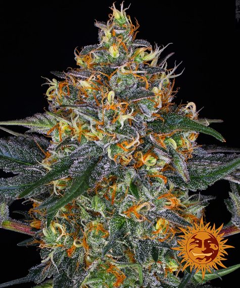 moby-dick-auto