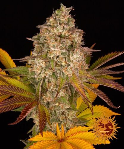cookies-kush-auto