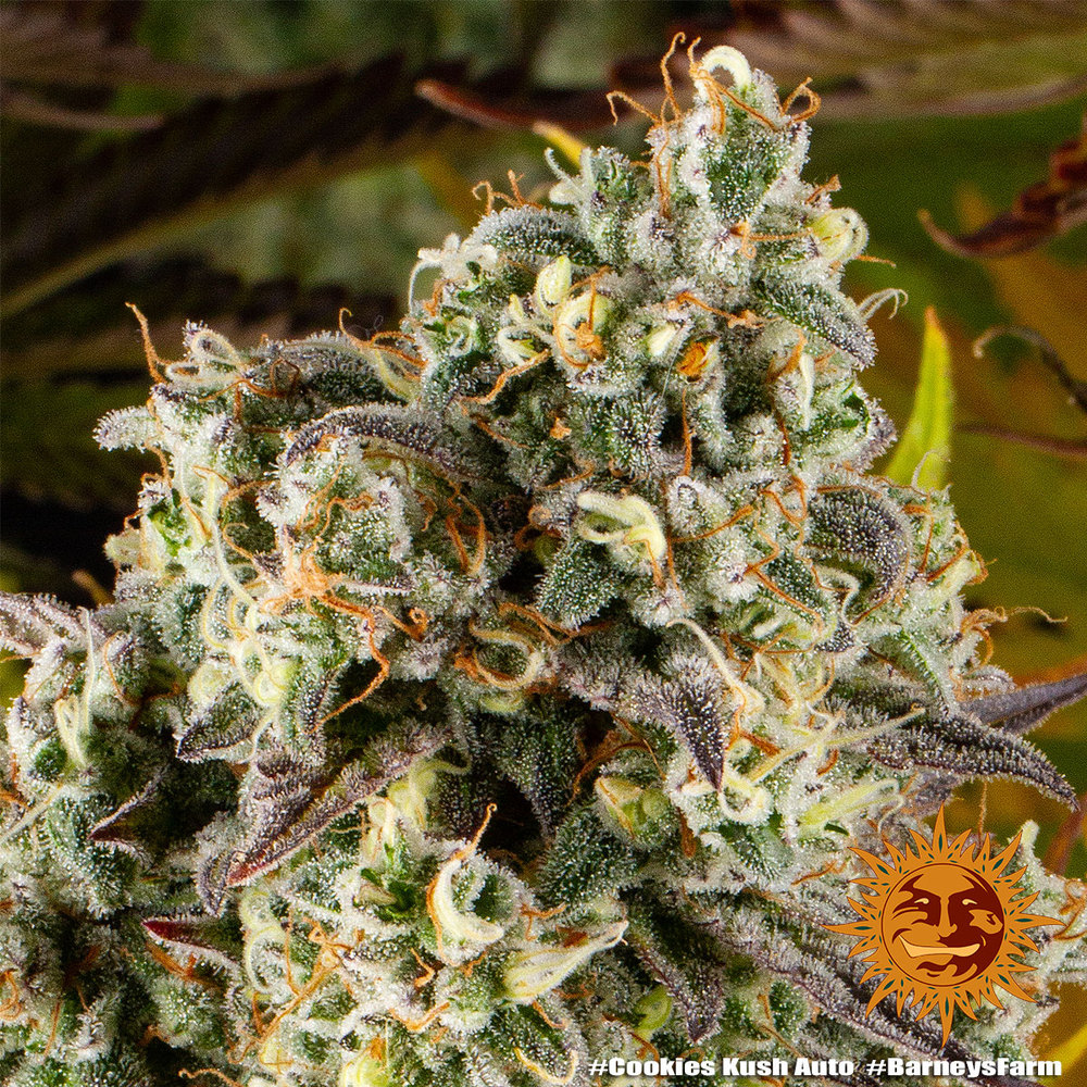 cookies-kush-auto_10_764885