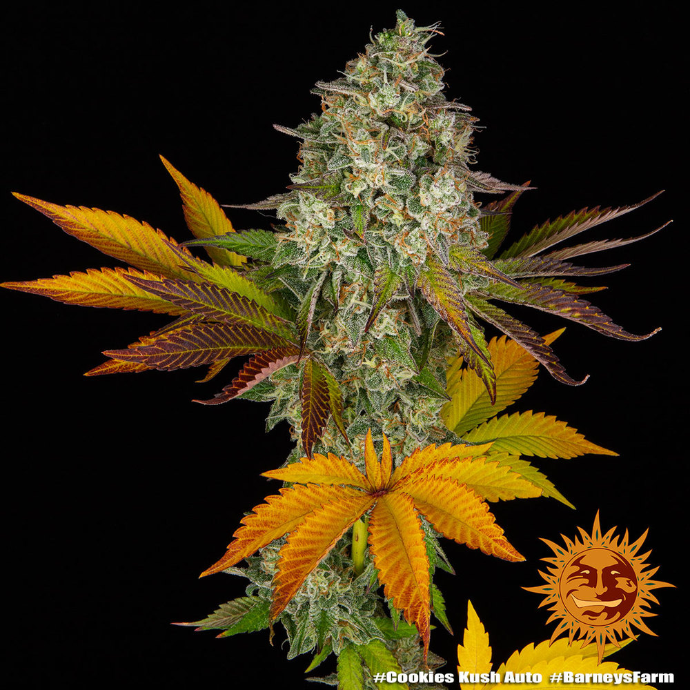 cookies-kush-auto_4_764882