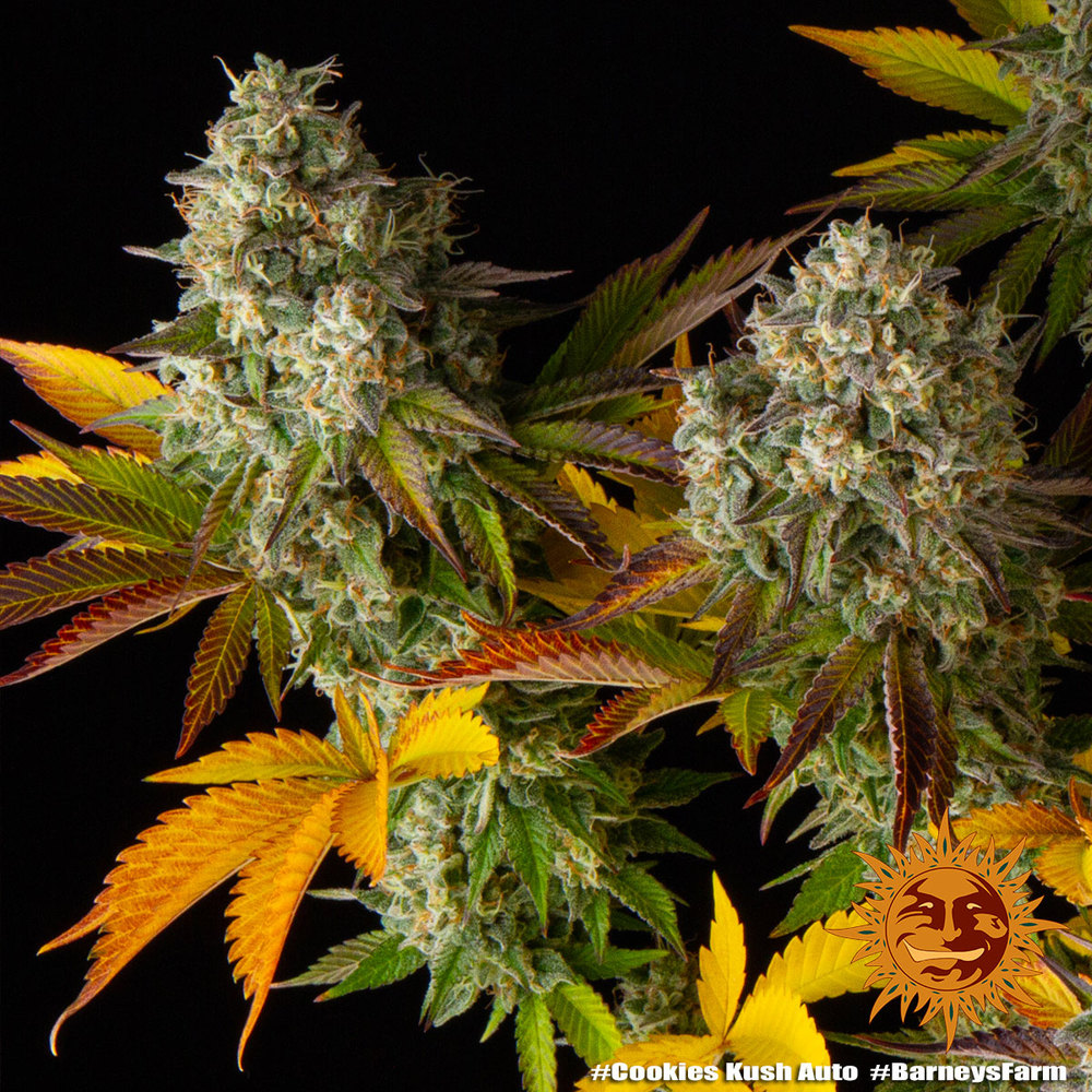 cookies-kush-auto_6_764883
