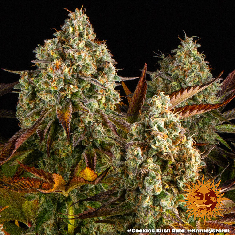 cookies-kush-auto_7_764884