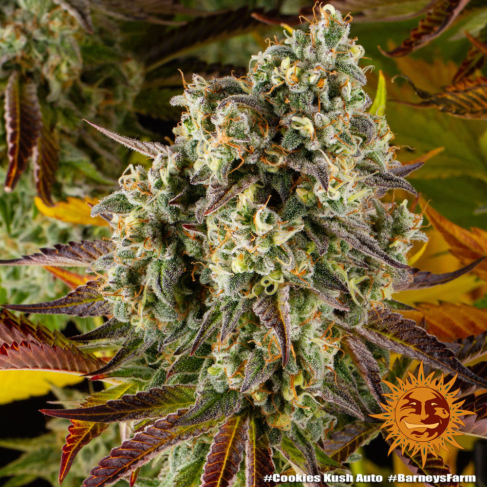 cookies-kush-auto_8_764885