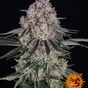 Sour Diesel Autofiorente