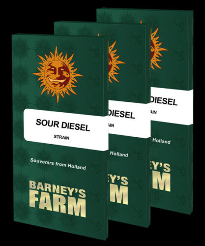 sour-diesel Semi sour diesel