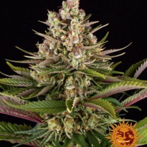 Sour Strawberry