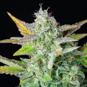 apicale della pianta di cannabis quick one autofiorente della royal queen seeds su weed therapy