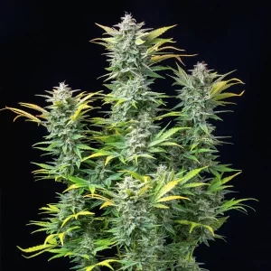 pianta di cannabis quick one autofiorente in fioritura della royal queen seeds su weed therapy