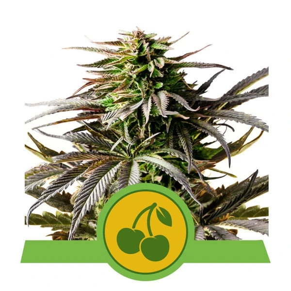 cherry-pie-autofiorente-pianta-di-cannabis-royal-queen-seeds copertina della pianta di cannabis cherry pie autofiorente della royal queen seed