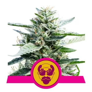 copertina della pianta di cannabis granddaddy purple femminizzata della royal queen seed