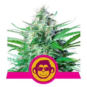 copertina confezione semi della pianta di cannabis grape ape femminizzata della royal queen seed