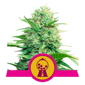 copertina della pianta di cannabis pink runtz femminizzata della royal queen seed