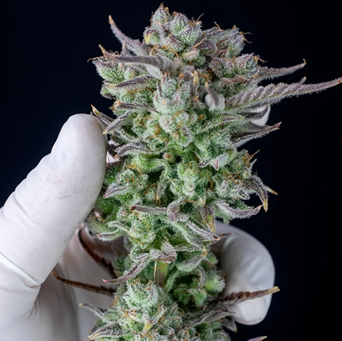 strawberry banana autofiorente fastbuds cima