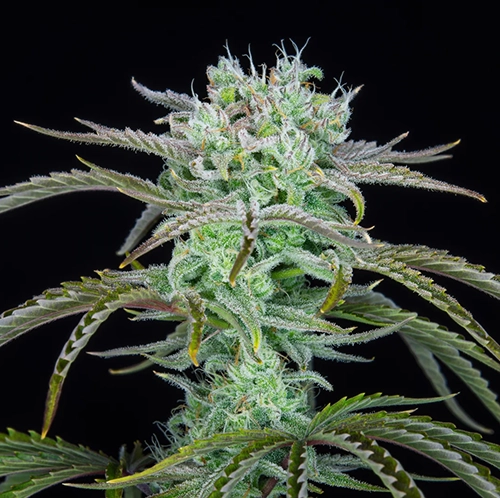 strawberry banana autofiorente fastbuds fiore