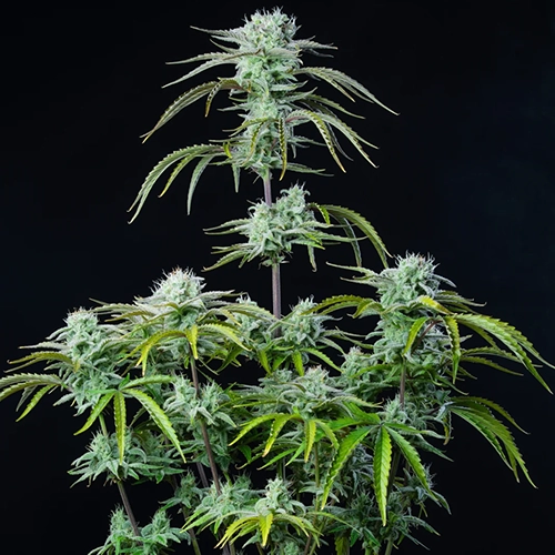 strawberry banana autofiorente fastbuds pianta