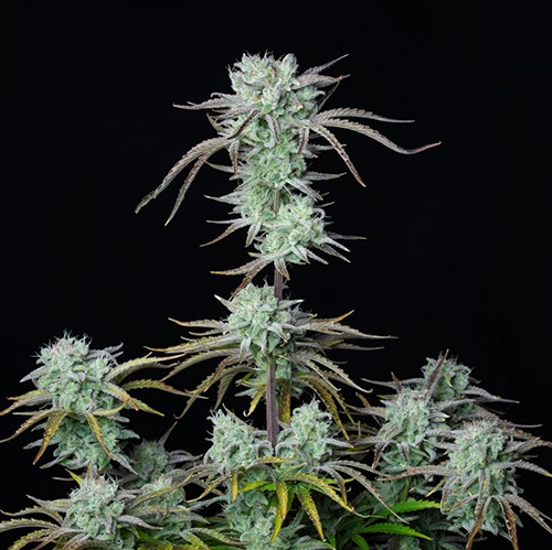 strawberry banana autofiorente fastbuds