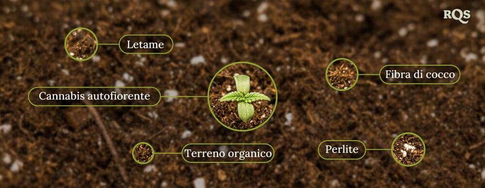 Autoflowering cannabis soil Autoflowering cannabis soil