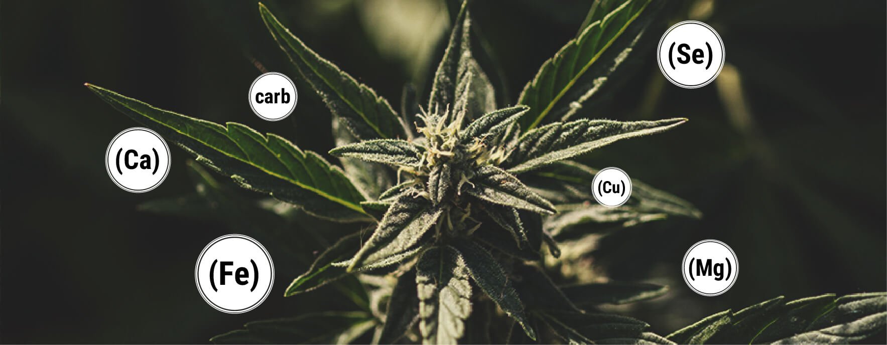 Quali Sono i Benefici della Melassa per le Piante di Cannabis? Quali Sono i Benefici della Melassa per le Piante di Cannabis?