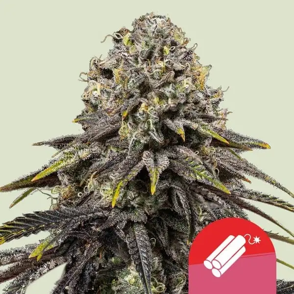 dynamite-diesel-pianta