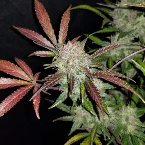 Cream Cookies Autofiorente fastbuds fiore