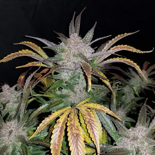 Cream Cookies Autofiorente fastbuds pianta