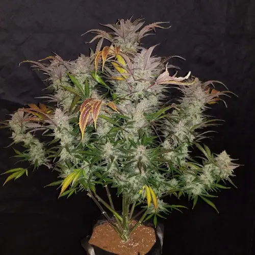 Cream Cookies Autofiorente fastbuds