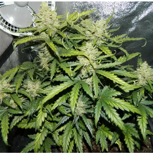 Green Crack Autofiorente Fastbuds fiore