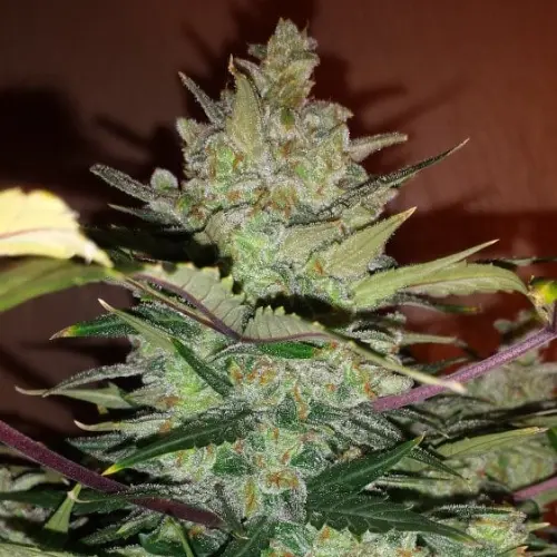Green Crack Autofiorente Fastbuds pianta