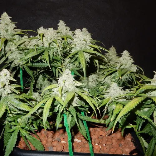 Green Crack Autofiorente Fastbuds