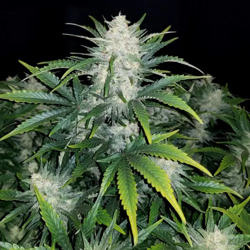 Rhino Ryder Autofiorente fastbuds fiore