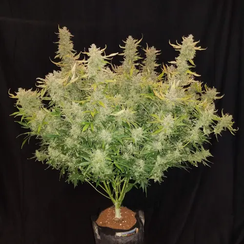 Rhino Ryder Autofiorente fastbuds
