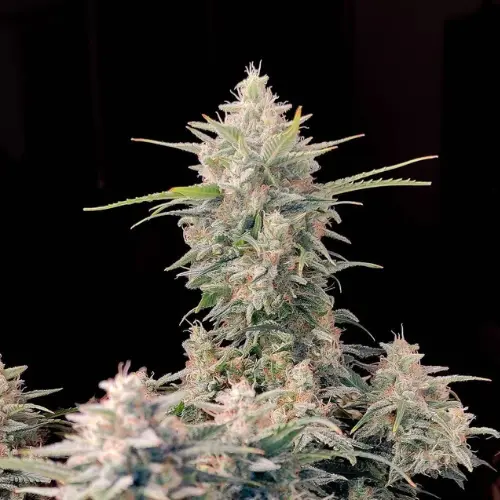 Skunk Autofiorente fastbuds