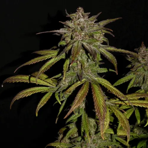 Smoothie Autofiorente Fastbuds fiore