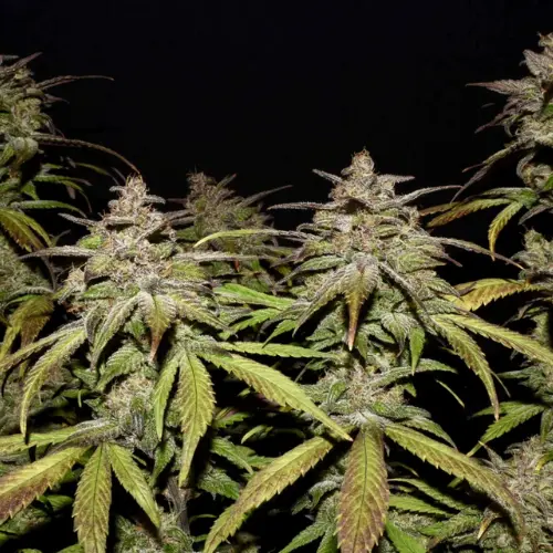 Smoothie Autofiorente Fastbuds pianta
