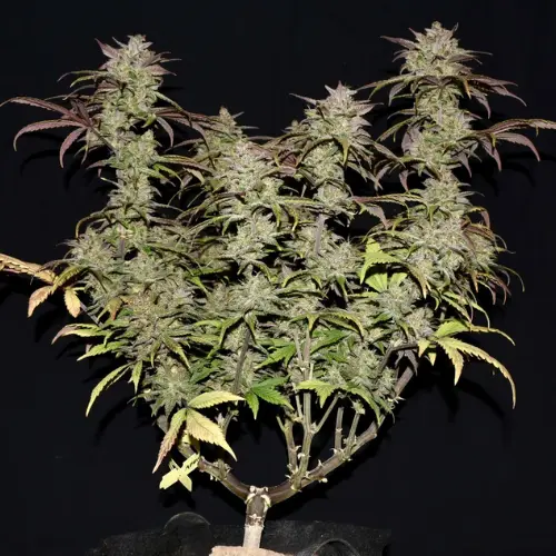 Smoothie Autofiorente Fastbuds