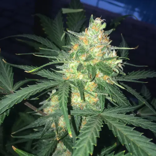 West Coast O.G. Autofiorente fastbuds fiore