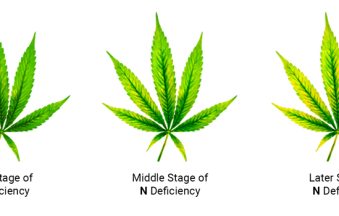 Nitrogen Deficiency in Cannabis
