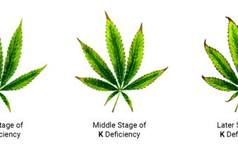 Cannabis Spice
